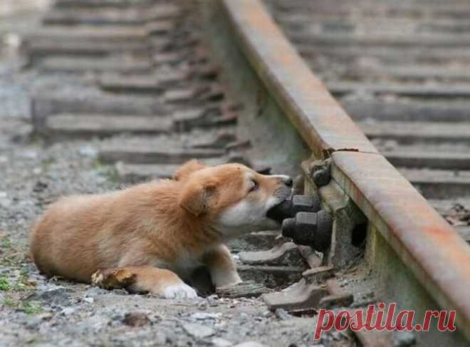 История щенка, которого нашли на станции ТЭЦ с отрезанными лапами