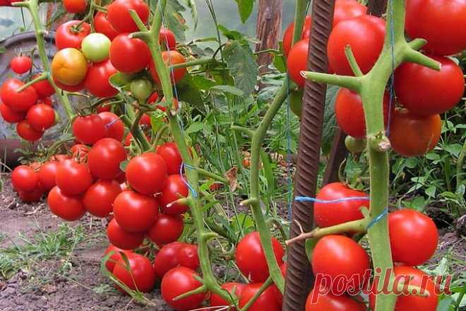 Как вырастить большой урожай помидоров &#8212; 6 соток