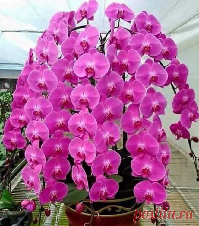 красавицы-орхидеи! Орхидея Орхидеи, Цветы и Флора в Яндекс.Коллекциях
