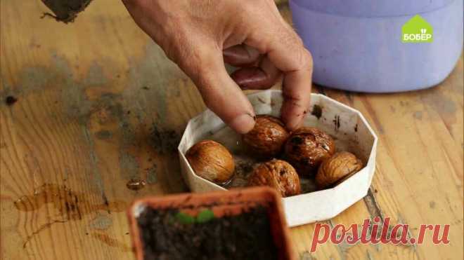 Как правильно прорастить и посадить грецкий орех | Бобёр | Яндекс Дзен