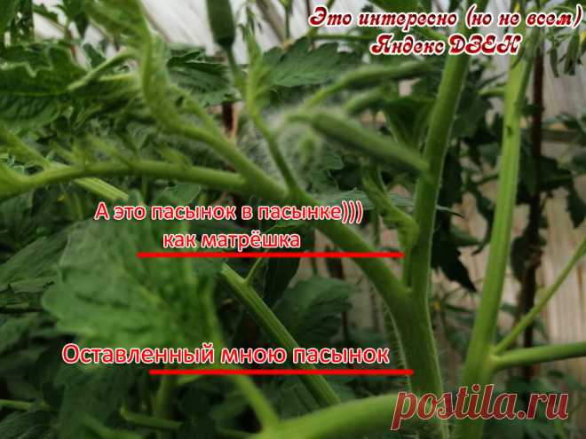 Рассказываю, как я, оставляя всего один «правильный» пасынок у томатов, добиваюсь увеличения урожая в 3 раза (+мои фото) | Это интересно (но не всем) | Яндекс Дзен
