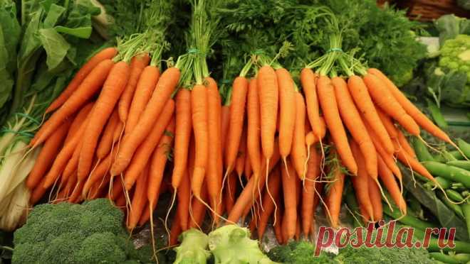 Необычный способ посадки моркови 
Технология подготовки семян моркови к посеву
Ничего сложного, трудоемкого не потребуется. Все доступно и просто:
• семена моркови насыпать в тряпочный мешочек, завязать его, чтобы семена не высыпалис…