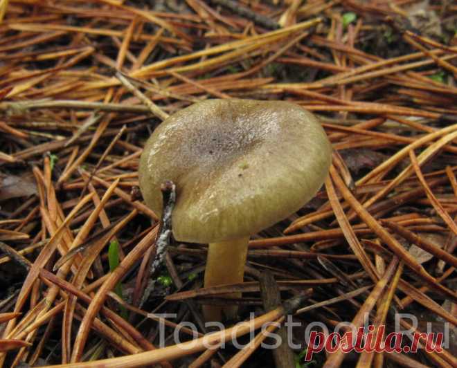 Гигрофор поздний, герой труда. В чем подвох этого вкуснейшего гриба? | Это грибы! | Яндекс Дзен