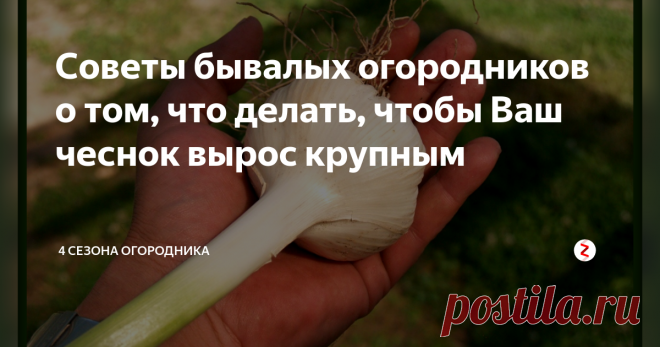 Советы бывалых огородников о том, что делать, чтобы Ваш чеснок вырос крупным Моим родителям идея о посадке отборного чеснока пришла в голову поздновато. Просто удобнее было схватить большую и красивую головку чеснока и съесть, а с мелочью потом возиться – на посадку.
Хотите вкусный и крупный – так его и оставляйте для высадки!
Так, за 5-6 лет мы совсем избавились от мелочи и отобрали лучший. Одним зубчиком теперь можно накормить всю семью.
Я всегда сажаю (Центральная Росси