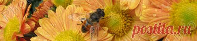 Как мы храним капусту зимой | Пчеловодство. Сад и огород