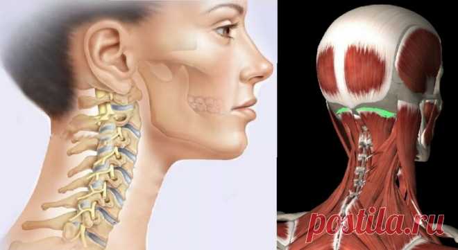 Как укрепить шею, чтобы не болела? Почему нельзя делать упражнения на все мышцы подряд | Причины Здоровья | Яндекс Дзен