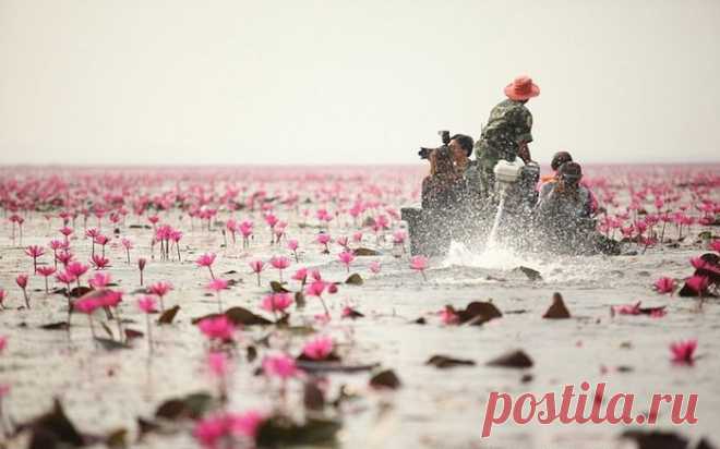 Озеро невероятной красоты: "море красных лотосов" в Таиланде