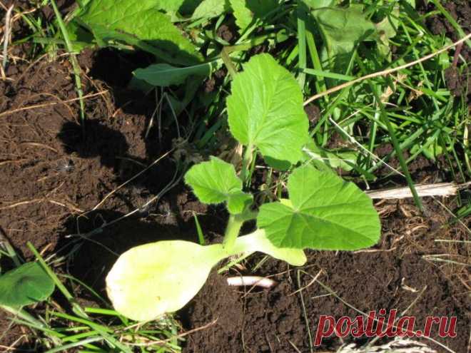 Выращивание кабачков и патисонов, как высаживать?