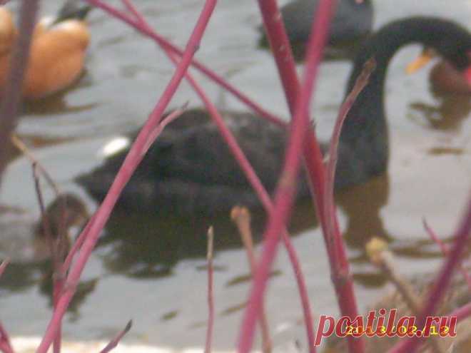 Черный лебедь на пруду.