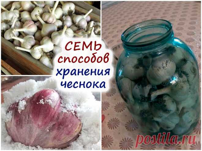 7 способов хранения чеснока – на любой вкус, возможности и предпочтения