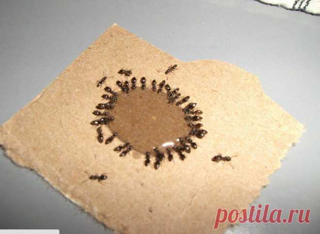 Как вывести муравьев — Делимся советами