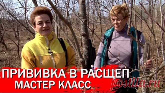 Прививка в расщеп мастер класс