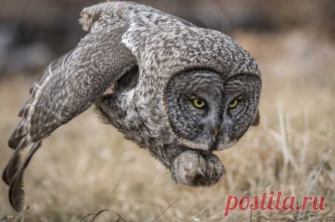 20 фотографий дикой природы, названные лучшими жюри конкурса National Geographic