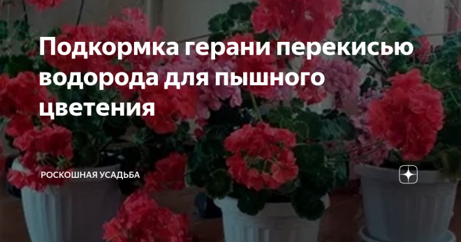 Чем удобрить герань для цветения. Герань подкормка для пышного цветения. Подкормка герани перекисью водорода. Удобрения для герани для цветения. Удобрение для грани перекись.