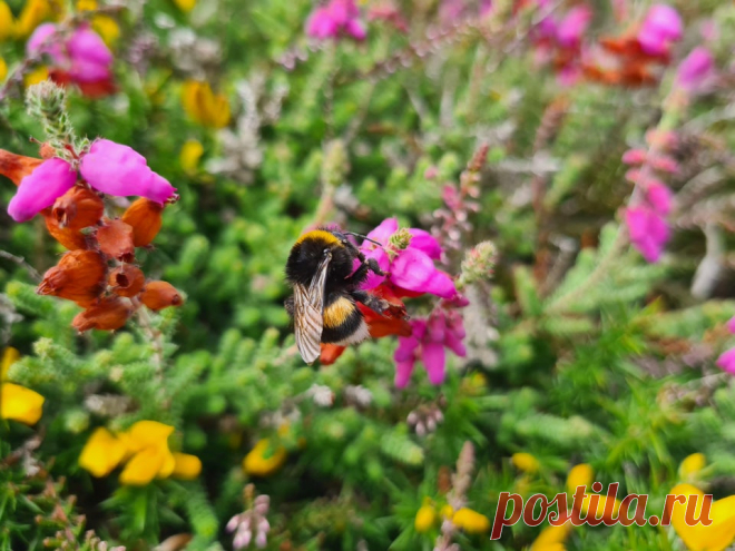 A little bumblebee on a flower, looks so soft ! : MostBeautiful