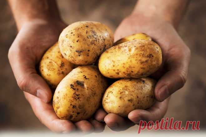 6 основных ошибок при выращивании картофеля