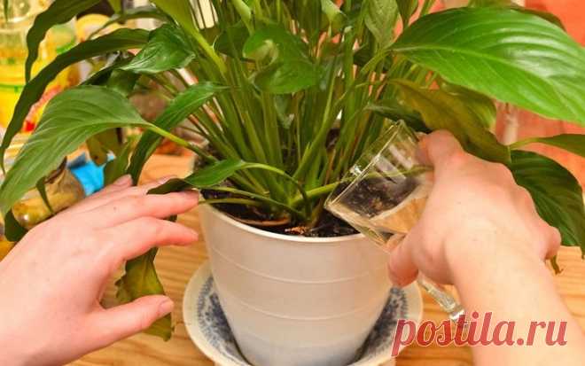 Если залить банановую кожуру водой, она способна творить чудеса с домашними растениями!