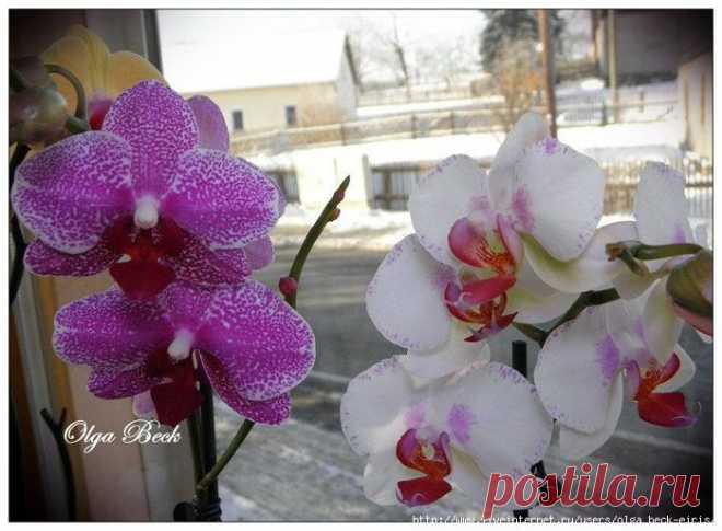 Орхидеи Фаленопсис (Phalaenopsis). Пересадка. .