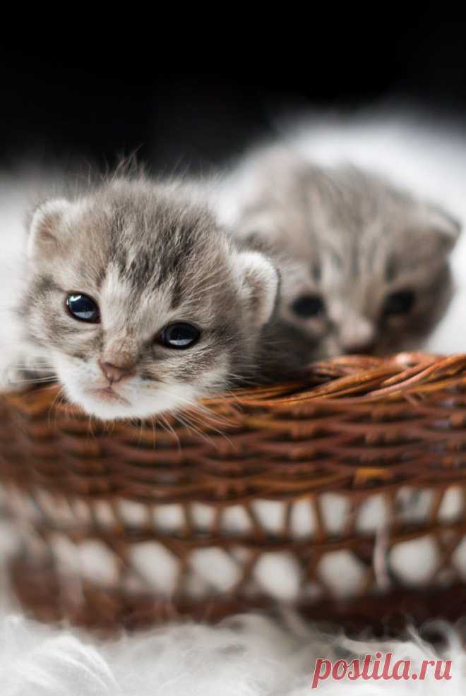 Cats in the cradle by Roberto D'Antoni / 500px