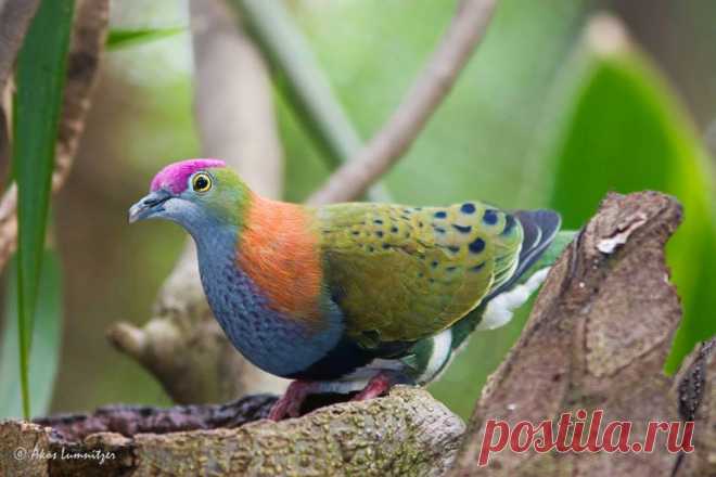 AVES... PAJAROS... INSECTOS... ANIMALES EN LA NATURALEZA! | Página 10