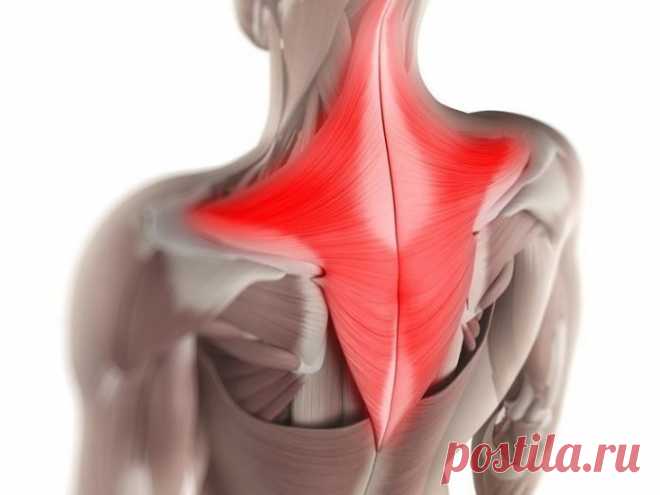 Мышечные зажимы шеи и спины: снятие боли изменением позы » MAKATAKA