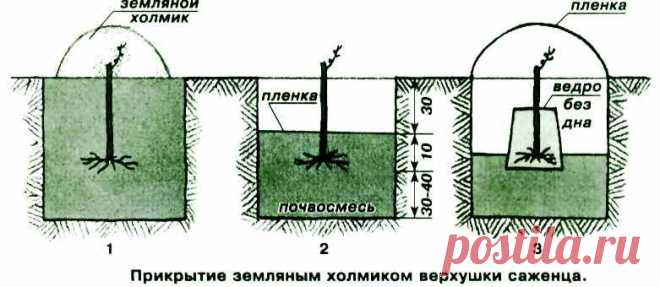 Техника весенней посадки саженцев винограда | Дача - впрок