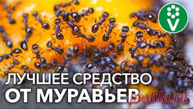 МУРАВЬИ? ЗАБУДЬТЕ О НИХ НАВСЕГДА!