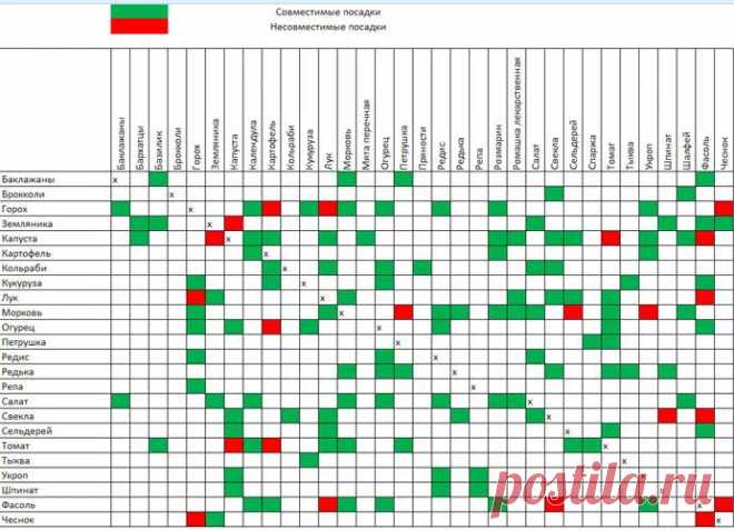 Совместные посадки на грядке, советы Галины Кизимы — Огород без хлопот