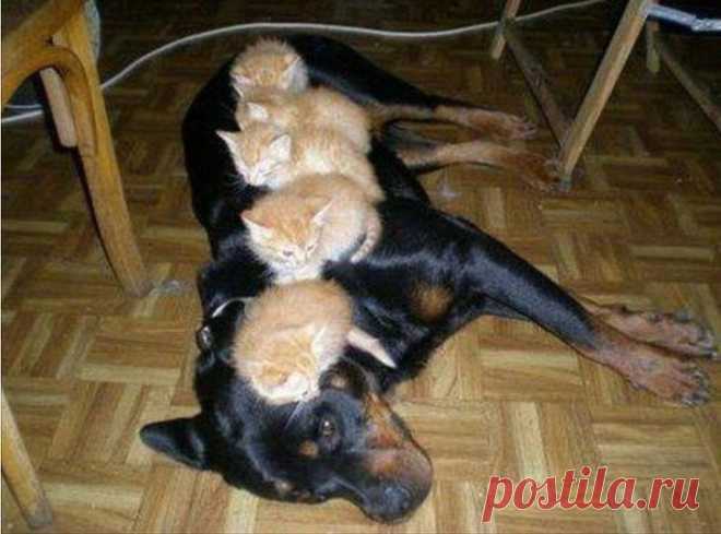 Кот в доме хозяин: 15 уморительных фото обнаглевших котов, которые приручили своих хозяев | sm-news.ru