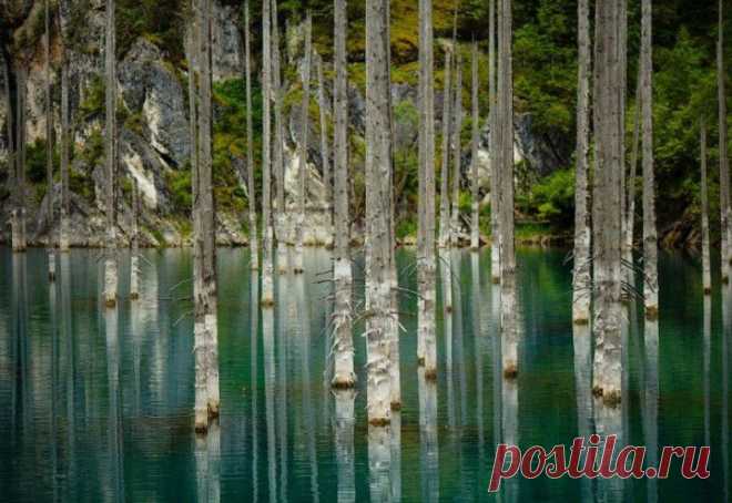 (+1) - Удивительный затонувший лес: озеро Каинды | УДИВИТЕЛЬНОЕ