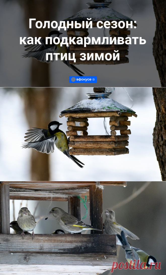 2023--ГОЛОДНЫЙ СЕЗОН ДЛЯ ПЕРНАТЫХ: как подкармливать птиц зимой | 12 ноября 2023 - ВФокусе Mail.ru