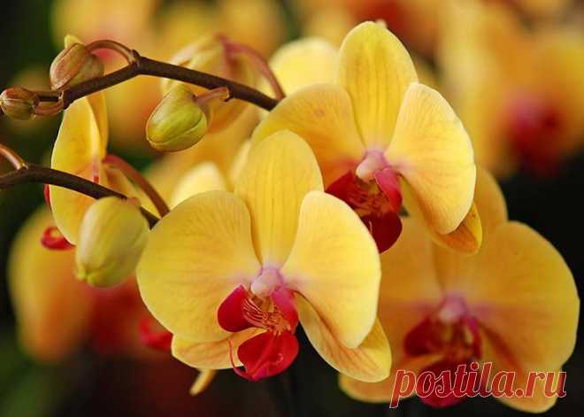 6 секретов ухода за орхидеей Орхидея в доме смотрится необычайно красиво. Но все же она — растение капризное, а поэтому эти 6 секретов ухода за орхидеей обязательно пригодятся тем, кто решил украсить дом этим чудесным цветком.Кон...