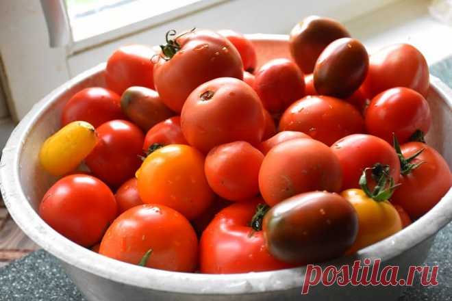 3 способа дозревание снятых помидор, которые сохранят ваш урожай. Редко так бывает, что все томаты созревают на корню. Мы сегодня поговорим про 3 наиболее популярных способа доведения томатов до полной зрелости.