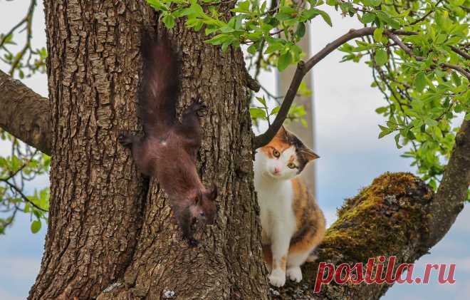 Обои кошка, дерево, встреча, белка, на дереве картинки на рабочий стол, раздел животные - скачать