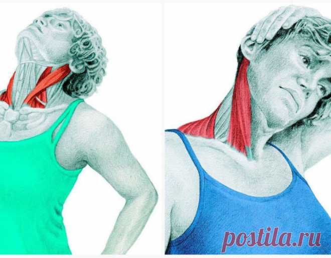 Спиральный твист шеи: упражнения для улучшению кровотока и иннервации Наша шея содержит центральную костную структуру, представленную семью позвонками шейного отдела и их восемью суставами. Внутри этой костной структуры расположены конечная часть продолговатого мозга, с…