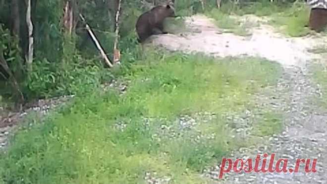 вот у нас в Нягани какие в лесу водятся звери (на 96 км "цпс южный")