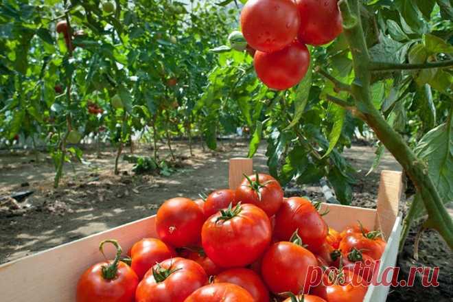 🌱 Энциклопедия дачника: защита от вредителей, натуральные удобрения и самоделки