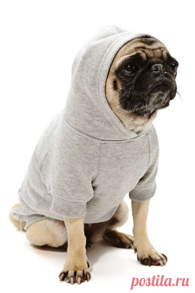 Sup Dog Hoodie