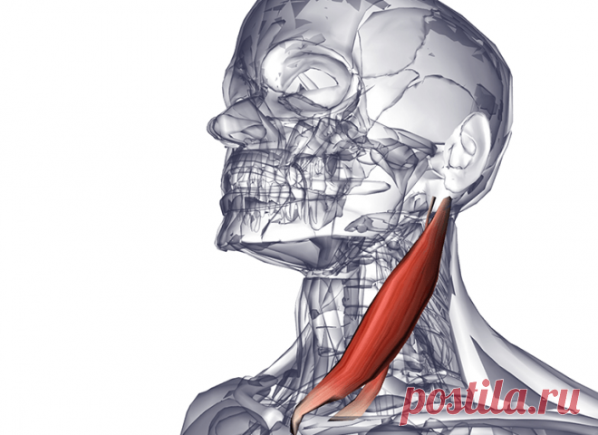 Самомассаж грудино-ключично-сосцевидной мышцы избавит от множества болезней