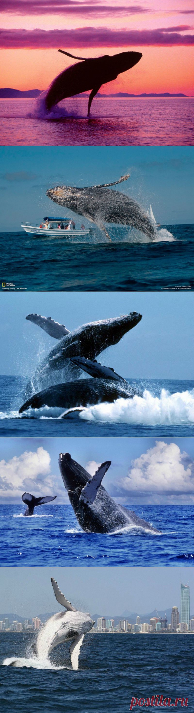 Прыжки горбатых китов : НОВОСТИ В ФОТОГРАФИЯХ