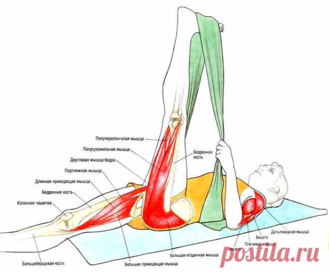 Что Вы тянете на самом деле: растяжка мышц в картинках