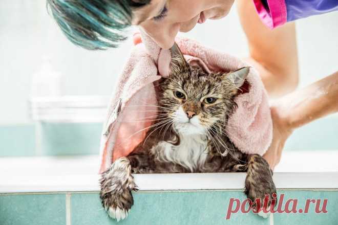 Нужно ли мыть домашних кошек или они «моются сами» | Приключения натуралиста | Яндекс Дзен