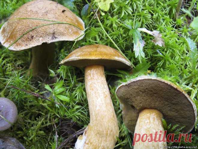 Маслёнок (Моховик) жёлто-бурый Suillus variegates - Трубчатые грибы - Съедобные грибы - Удивительный мир грибов - Грибной сайт ЛиКонста