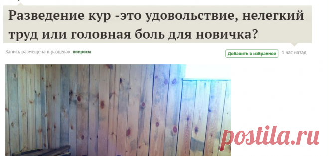 Разведение кур -это удовольствие, нелегкий труд или головная боль для новичка? / 7dach.ru