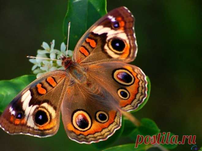 фото красивых бабочек мира: 11 тыс изображений найдено в Яндекс.Картинках