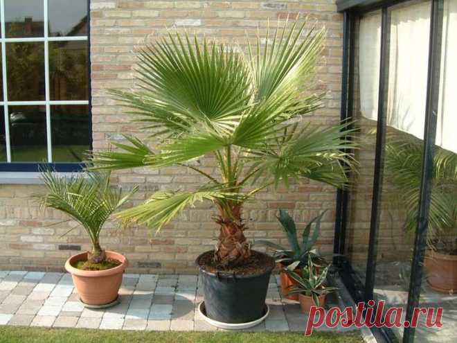 Разновидности домашней пальмы с названиями и фото