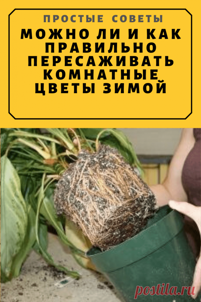 Как правильно пересаживать комнатные растения. Пересадить домашние цветы. Когда пересаживать комнатные цветы. Когда пересаживацаеты. Время пересадки комнатных