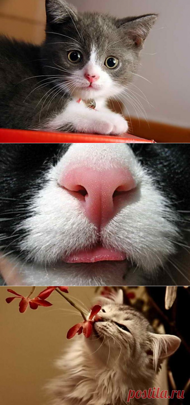 Нос кошки. Горячий котик. Влажный нос у кошки