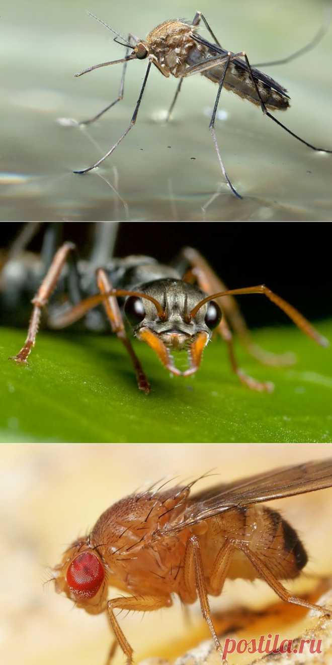 Как избежать укусов насекомых? | Господарка.Ru