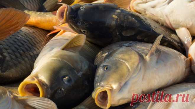 Рыбнадзор. Новости Рыбного Хозяйства Украины